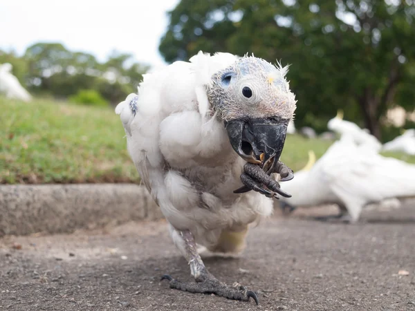 澳大利亚硫磺冠状鹦鹉患病 — 图库照片