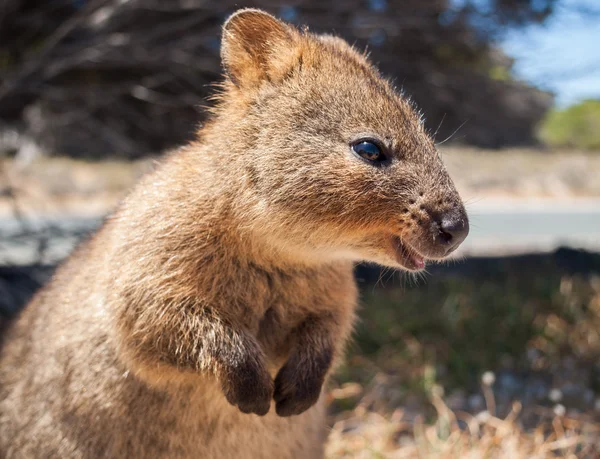 Perfil de Australian Quokka en rottnest island — Foto de Stock