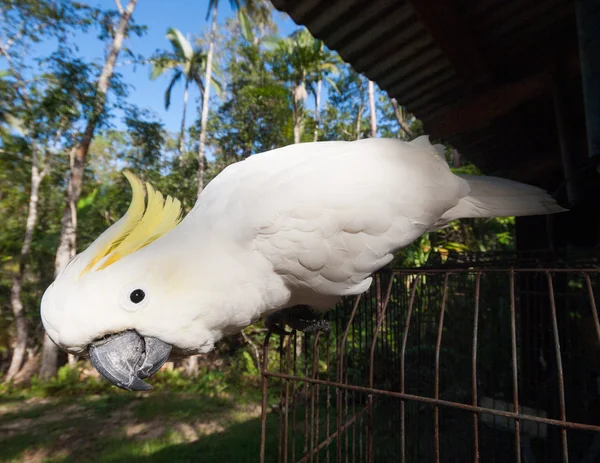 Cacatúa de cresta de azufre australiana inclinada hacia la cámara — Foto de Stock