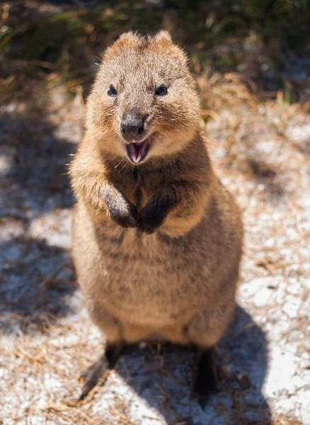 카메라에 보고 하는 로트 네스트 섬에 호주 Quokka — 스톡 사진