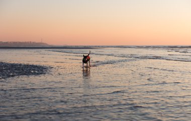 Gün batımı nda deniz kıyısında yürüyen sevimli köpek 