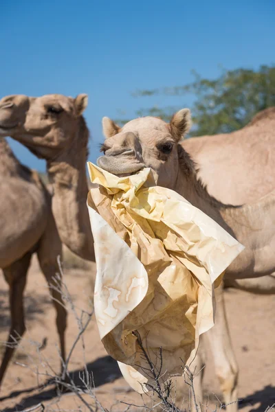 Wilde Kamele in der heißen, trockenen Wüste des Nahen Ostens fressen Plastikmüll — Stockfoto