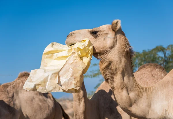 Wilde Kamele in der heißen, trockenen Wüste des Nahen Ostens fressen Plastikmüll — Stockfoto