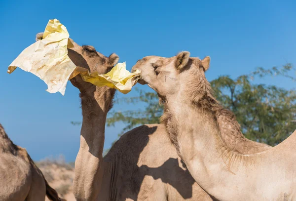 Wilde Kamele in der heißen, trockenen Wüste des Nahen Ostens fressen Plastikmüll — Stockfoto
