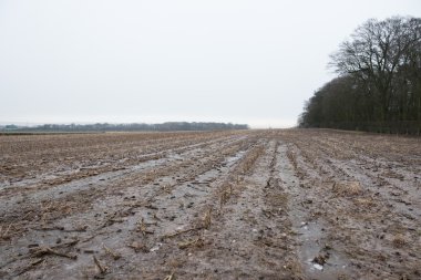 Üzerinde mısır bitkileri çürümüş ölü ve buz gibi soğuk alan. Sert kış bitkileri öldürür
