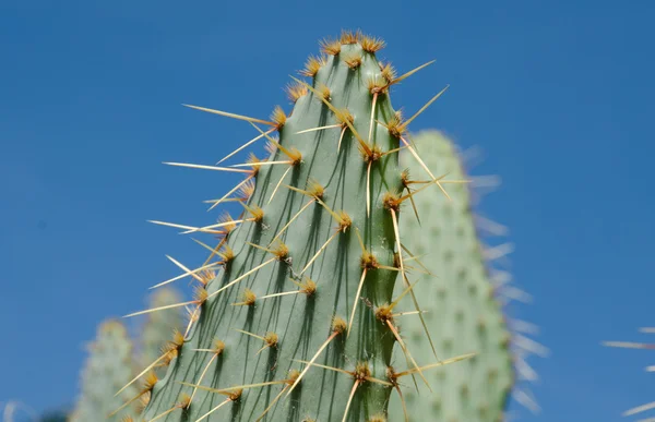 Close up van een stekelig cactus tegen een blauwe hemelachtergrond — Stockfoto