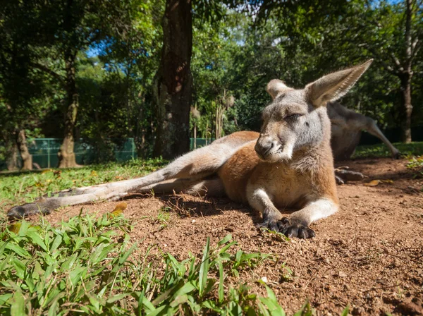 Canguru australiano relaxante ao sol — Fotografia de Stock