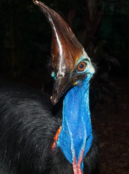 Australský Cassowary Pták Předváděla Krásné Barvy — Stock fotografie