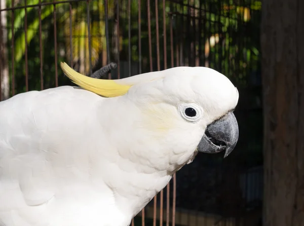 Australian Sulphur Crested Cockatoo — Stock Photo, Image