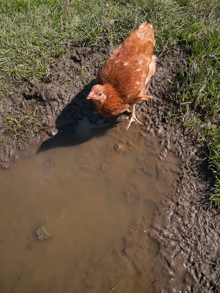 Коричневая Курица Идет Луже — стоковое фото