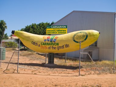Carnarvon, Batı Avustralya, 04/16/2014, bir muz çiftlik dışında Carnarvon dev muz modeli yükleme