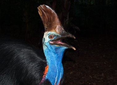 Güzel renkleri gösterilen ve gagası açma Avustralya Cassowary kuş.