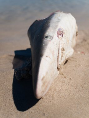 Batı Avustralya, Avustralya, 03/11/2014, resif köpekbalığı kafa kıyıya vurmuş bir mavi gökyüzü arka plan ile sahilde