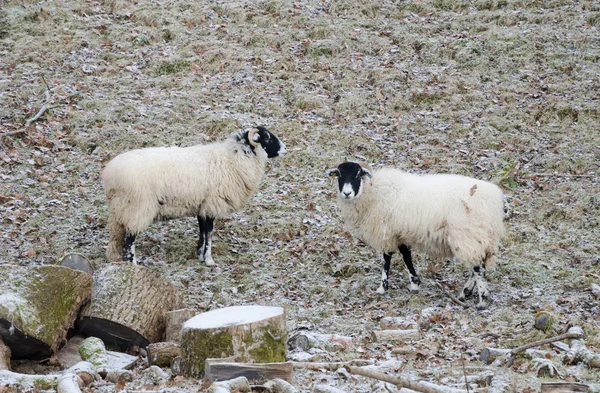 Moutons dans un champ hivernal glacé européen froid — Photo