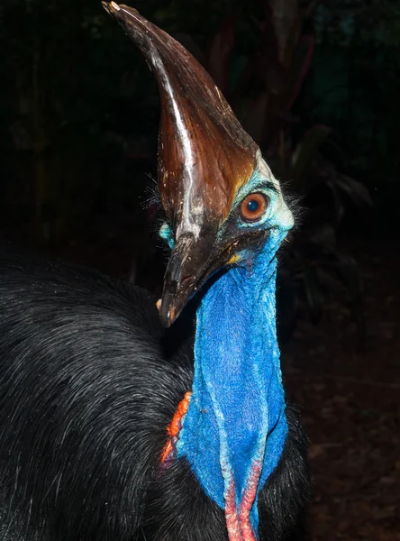 Australský Cassowary pták předváděla krásné barvy — Stock fotografie