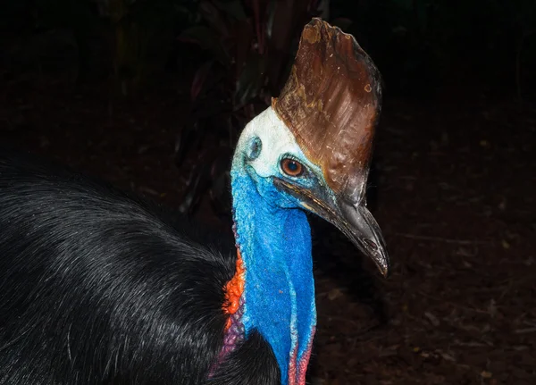 아름 다운 색상을 자랑 하 고 그것의 부리를 열고 호주 화식조 새. — 스톡 사진