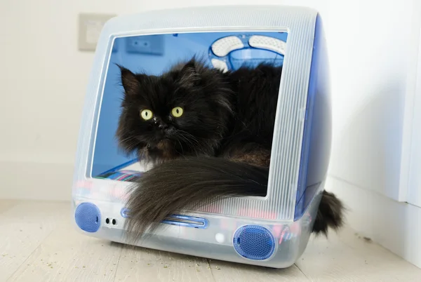 England, Blackpool, 05/13/2015, black cat with yellow eyes and bushy tail in an old apple iMac computer