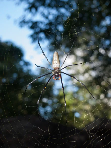 Cape Tribulation, Queensland Australia, 06 / 10 / 2013, Golden Orb arácnido arácnido, colgando en una tela en un bosque tropical, tribulación del cabo . — Foto de Stock