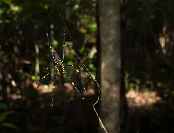 Ακρωτήριο Τριμπιουλέισον, Queensland Αυστραλία, 06/10/2013, Αραχνοειδές έντομο αράχνη Χρυσή σφαίρα, που κρέμεται σε μια τοποθεσία web σε ένα τροπικό δάσος, το Ακρωτήριο Τριμπιουλέισον. — Φωτογραφία Αρχείου