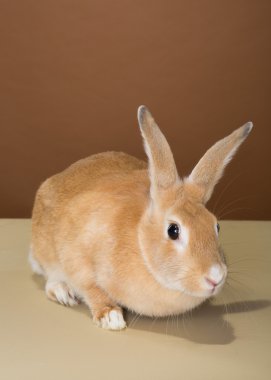 bunny tavşan bir krem ve kahverengi duvara bir stüdyoda poz