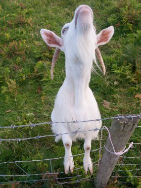 white irish goat standing on fence clipart