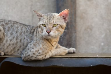 dünyayı izlerken rahatlatıcı feral sokak kedi