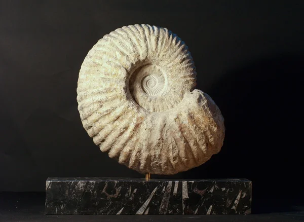 Ammonite fossil sculptures one marble fossil bed base