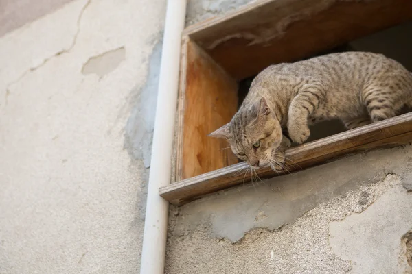 Rua gato perseguindo presa de terreno mais elevado — Fotografia de Stock