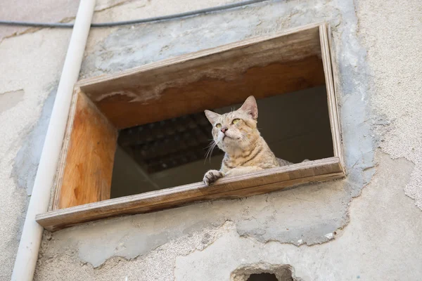 Rua gato perseguindo presa de terreno mais elevado — Fotografia de Stock