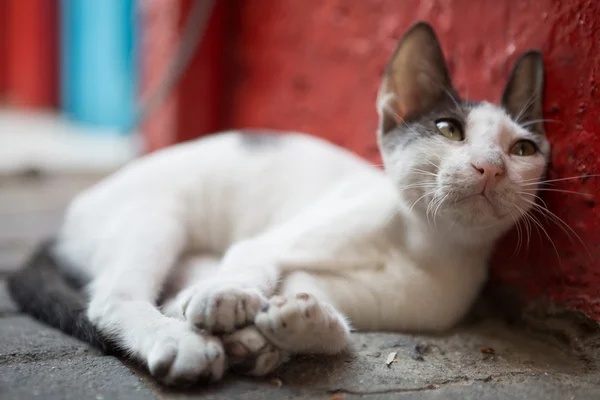 Gatto selvaggio di strada che si rilassa tra la lettiera appoggiata ad un muro rosso — Foto Stock