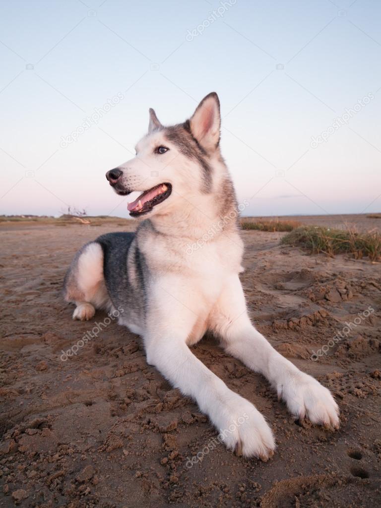 husky dog on a beach at dusk at sunset