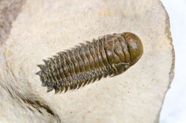 Crotalocephalus Gibbus trilobite fosil yakın çekim içinde ana kaya