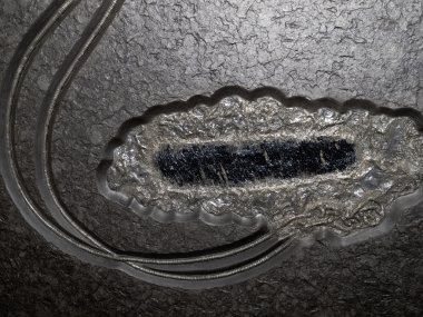 Dijana deniz lily fosil özelliği ana kaya üzerinde