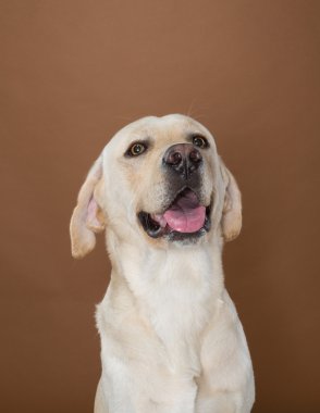 krem ve kahverengi bir duvara bir stüdyoda poz labrador