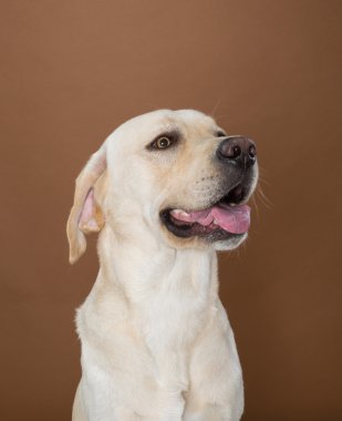 krem ve kahverengi bir duvara bir stüdyoda poz labrador