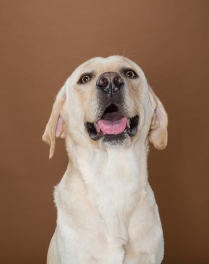 krem ve kahverengi bir duvara bir stüdyoda poz labrador