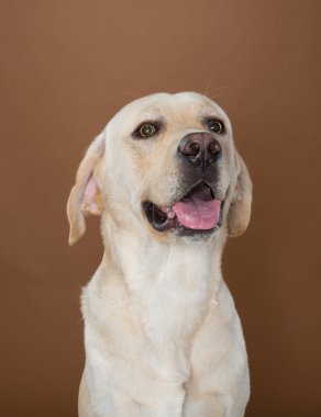 krem ve kahverengi bir duvara bir stüdyoda poz labrador