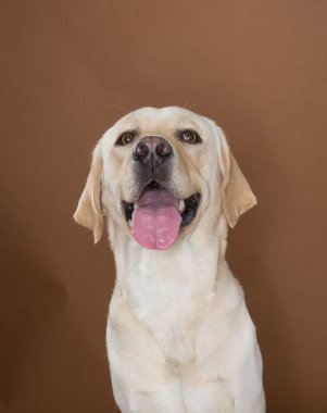 krem ve kahverengi bir duvara bir stüdyoda poz labrador