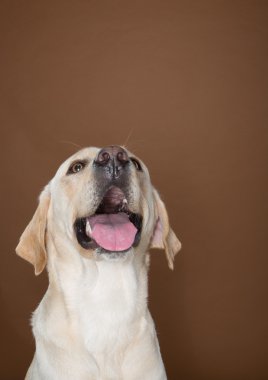 krem ve kahverengi bir duvara bir stüdyoda poz labrador
