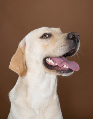 krem ve kahverengi bir duvara bir stüdyoda poz labrador