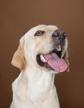 krem ve kahverengi bir duvara bir stüdyoda poz labrador