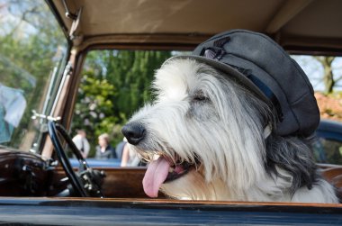 Eski İngiliz çoban köpeği vintage arabada oturmuş bir Dünya Savaşı şapkası