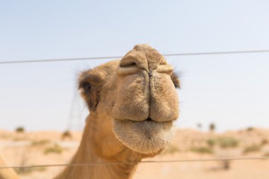 sıcak kuru Orta Doğu çöl BAE yabani deve