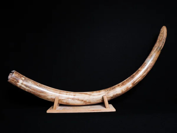 Mamute lanoso presa fóssil siberiana pré-histórica — Fotografia de Stock