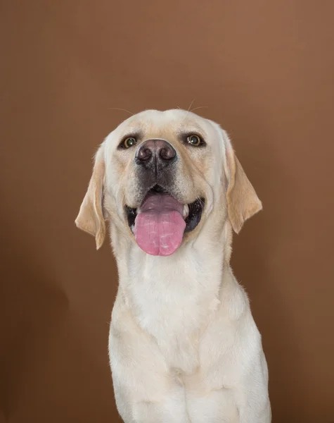 Labrador posando em um estúdio contra uma parede creme e marrom — Fotografia de Stock