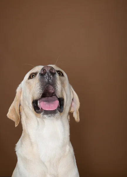 Labrador posando em um estúdio contra uma parede creme e marrom — Fotografia de Stock