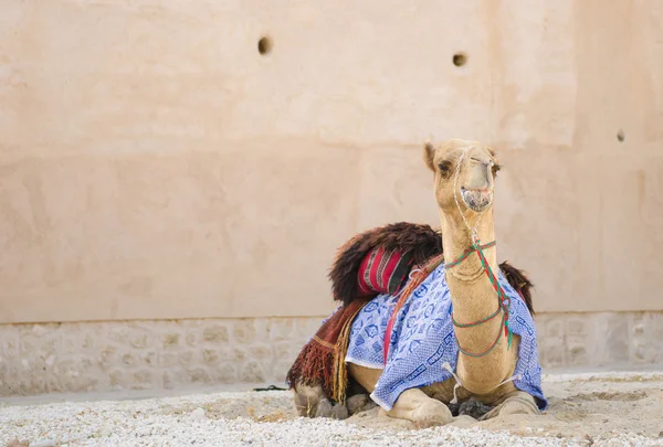 Arabiska kamel att hålla cool i skuggan tugga mat — Stockfoto