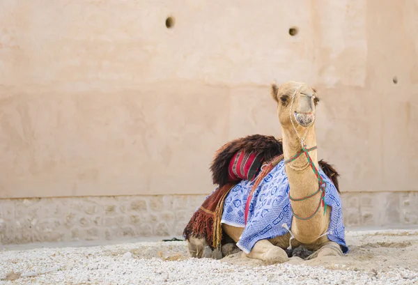 Arabisches Kamel kühlt sich im Schatten beim Kauen von Futter ab — Stockfoto
