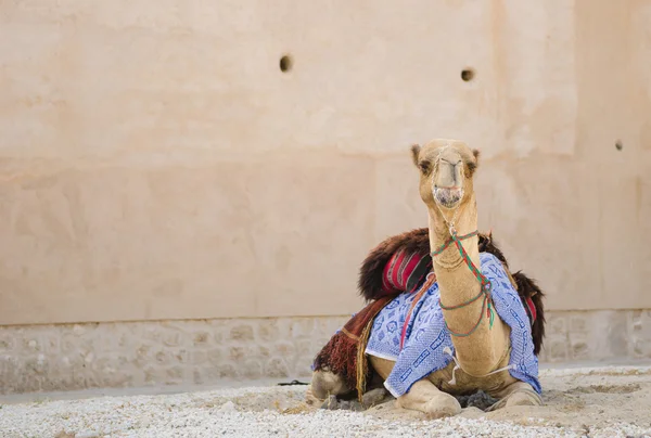 Arabisches Kamel kühlt sich im Schatten beim Kauen von Futter ab — Stockfoto