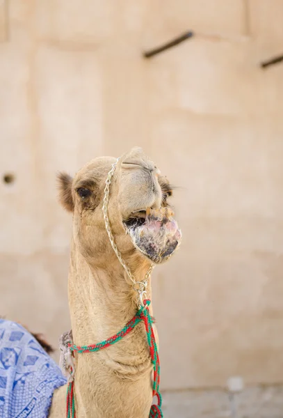 保持凉爽在树荫下咀嚼食物的阿拉伯语骆驼 — 图库照片